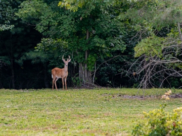 Farm-at-Cane-Creek-August-2021-40